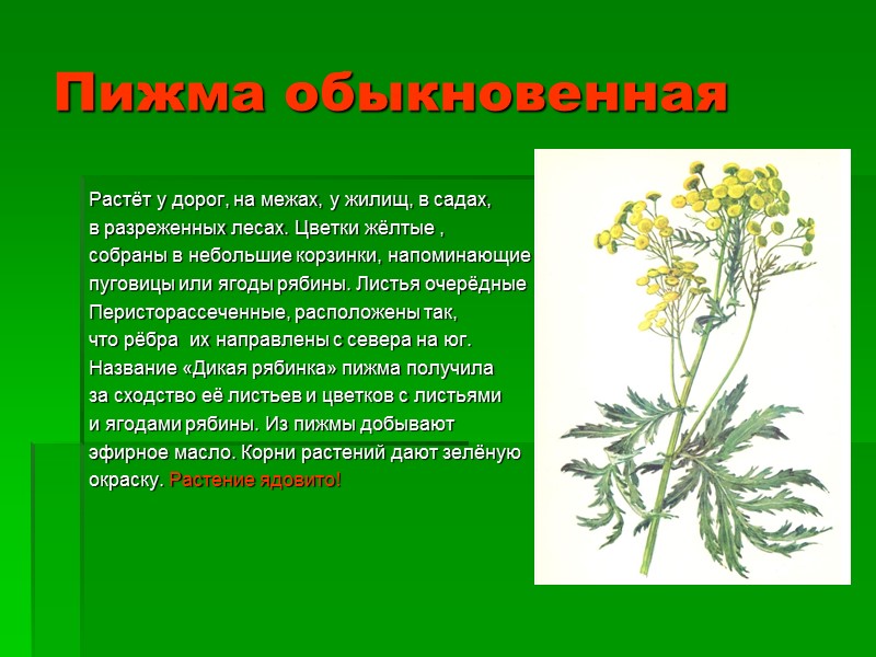 Пижма обыкновенная Растёт у дорог, на межах, у жилищ, в садах, в разреженных лесах.